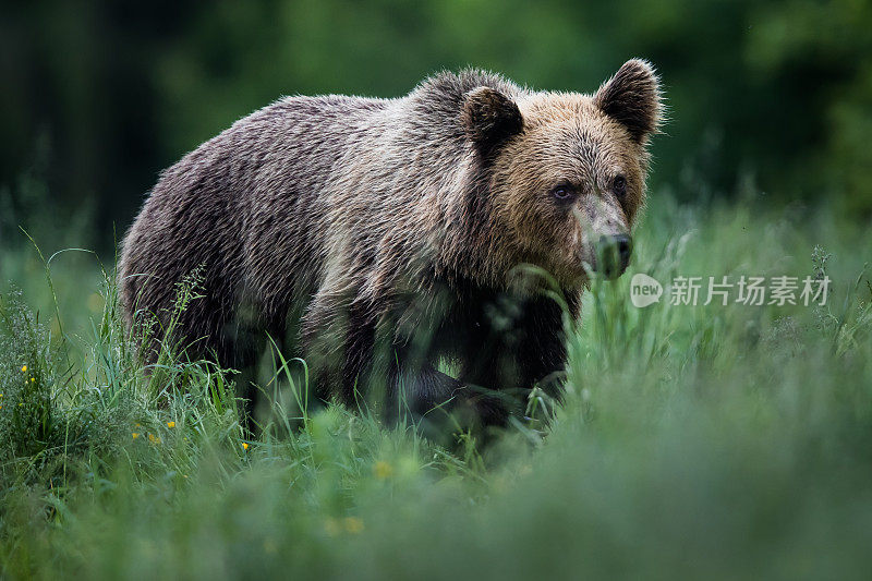 棕熊(Ursus arctos)